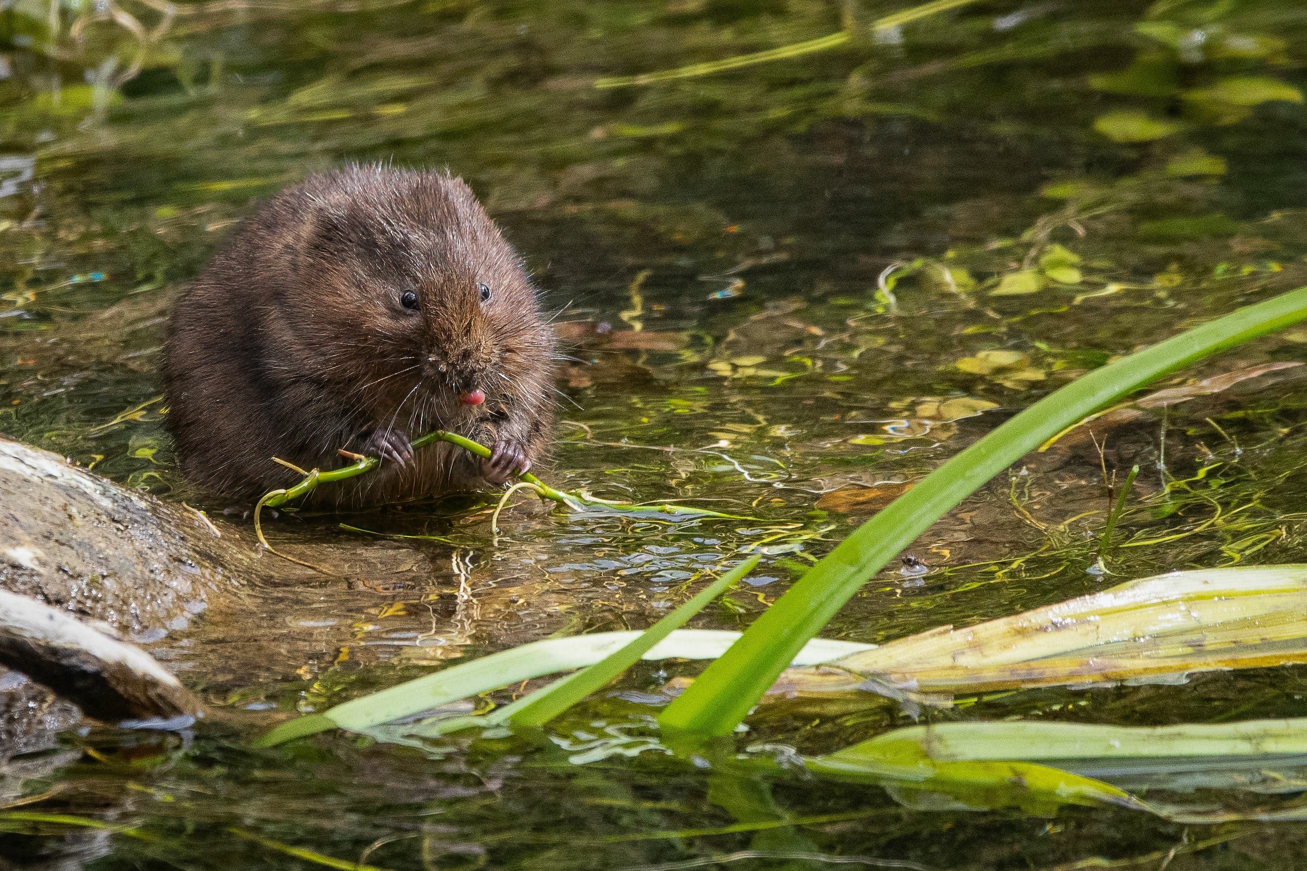 Water vole survey