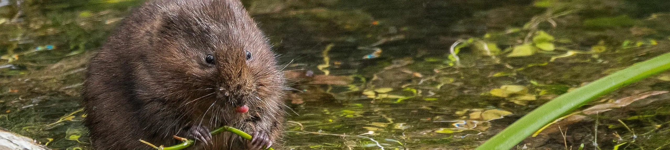 Water vole survey Water vole survey