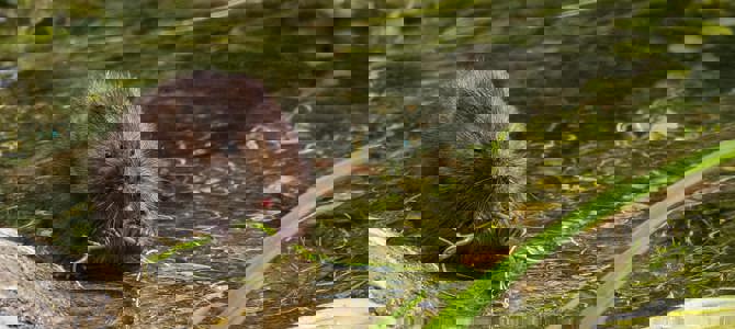 Water vole survey Water vole survey