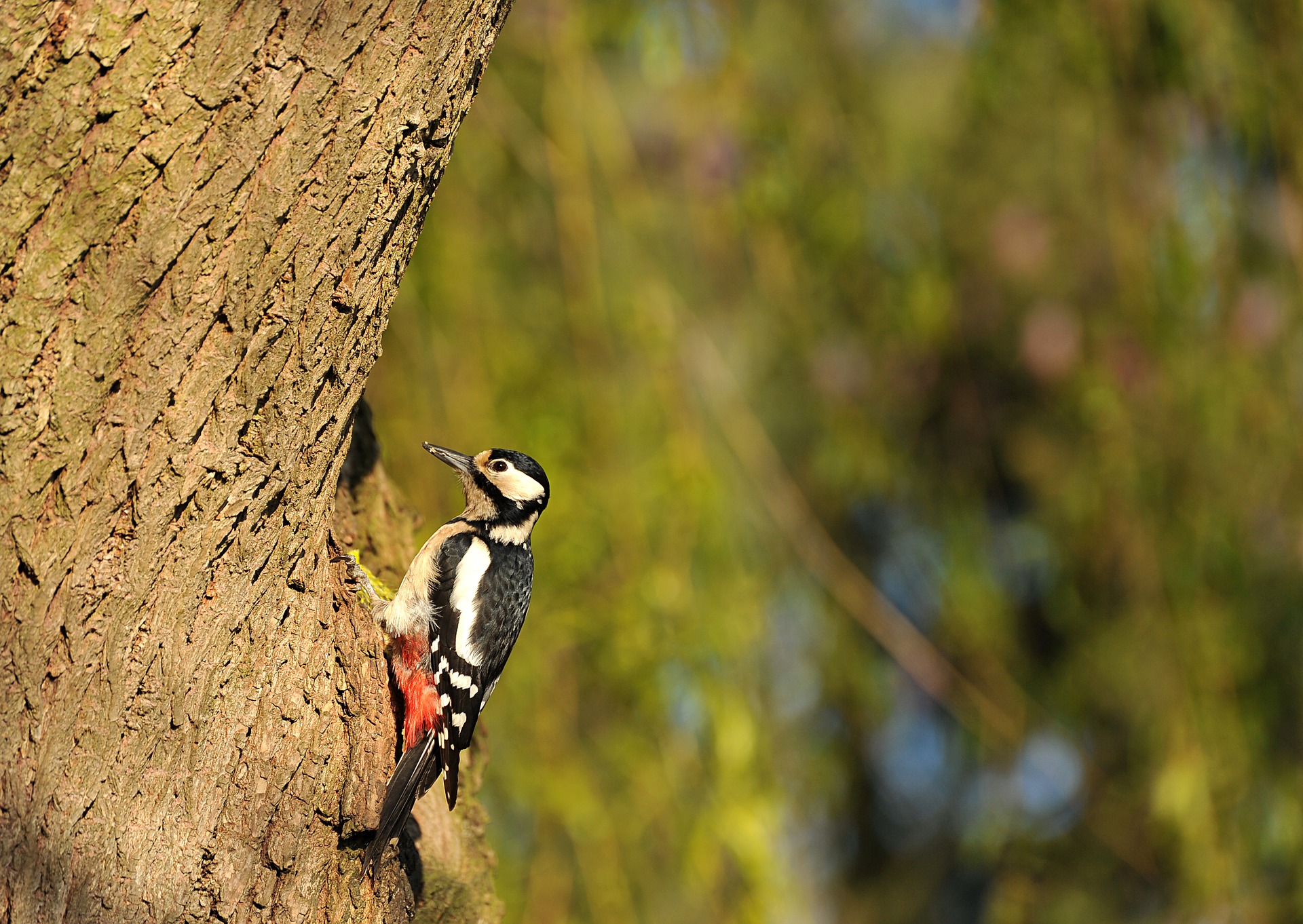 A woodpecker