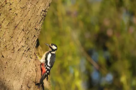 A woodpecker A woodpecker