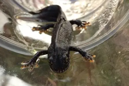 GCN surveys GCN surveys